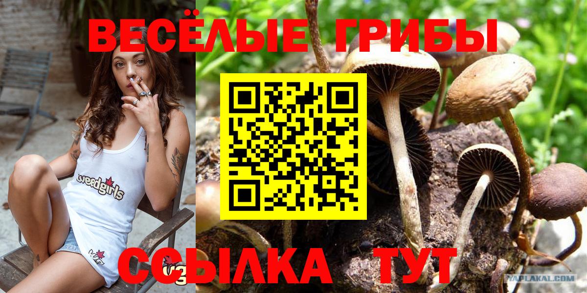 Псилоцибиновые грибы Cubensis  купить наркотики цена  Будённовск  Вход с VPN  Галлюциногенные грибы Psilocybine cubensis 